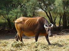 Syncerus caffer nanus 001.JPG