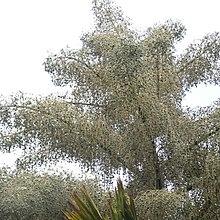 Talipot palm (Corypha umbraculifera).jpg