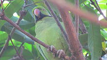 Photo of a green parrot with a black collar sitting among branches in a tree