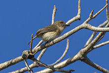 Archbold's newtonia (Newtonia archboldi).jpg