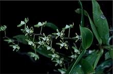 Plectorrhiza brevilabris.jpg