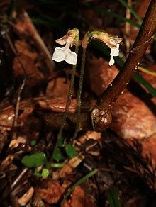 Kuhlhasseltia nakaiana 4.JPG