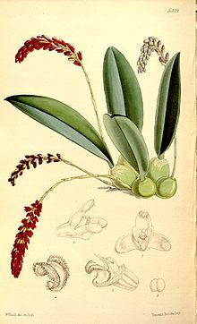 Genyorchis pumila (as Bulbophyllum pavimentatum) - Curtis' 88 (Ser. 3 no. 18) pl. 5329 (1862).jpg