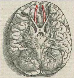 1543,Vesalius'OlfactoryBulbs.jpg