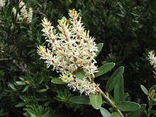 Orites lancifolius.JPG