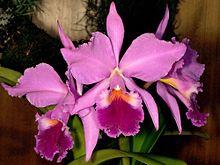 Cattleya labiata Orchi 1013.jpg