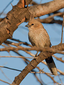 Chirruping Wedgebill (6252294183).jpg