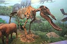 Hohhot.inner mongolia museum.Platybelodon grangeri.2.jpg