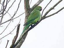 Photo of a green parrot on a branch