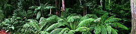 Ferns near cann river panorama.jpg