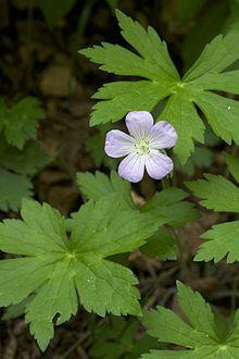 Geranium maculatum Leatherwood Lake.jpg