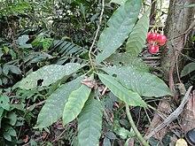 Hoja Chrysochlamys nicaraguensis.JPG