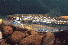 Phenacobius mirabilis.jpg