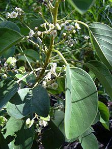 Starr 040129 0006 gouania hillebrandii.jpg