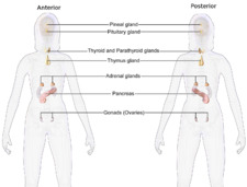 Blausen 0345 EndocrineSystem Female2.png