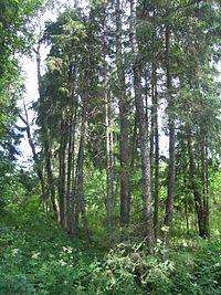 Törka talu kalmistu.JPG