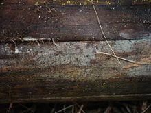 2012-03-09 Ceratobasidium cornigerum (Bourd.) D.P. Rogers 203475.jpg