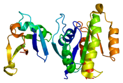 Protein RAF1 PDB 1c1y.png