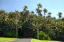 Endemic Howea forsteriana Palms- Neds Beach,Lord Howe Island.jpg
