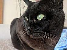 Male Chocolate Burmese Cat.jpg