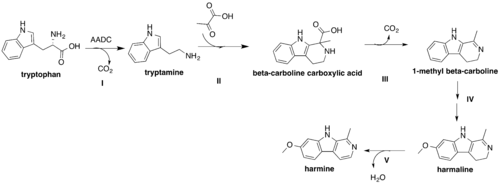 Proposed biosynthesis of harmine from L-tryptophan