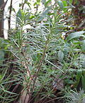 Asclepias linaria.jpg