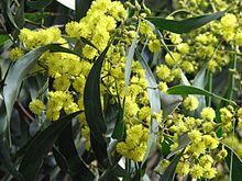 Closeup of pendulous green phyllodes (leaves) and yellow globular flower heads
