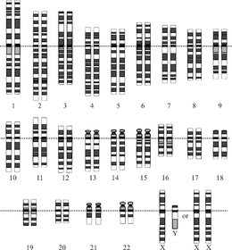 Karyotype.png