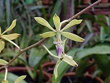 Encyclia ceratistes.jpg