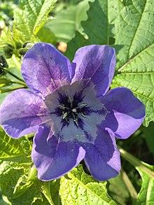 Nicandra physalodes (L.) Gaertn.jpg