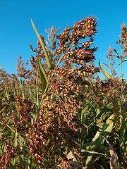 A close up photograph of a fully grown sorghum plant