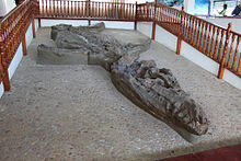 Kronosaurus boyacensis fossil.jpg