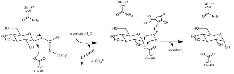First step of glucosinolate hydrolysis by myrosinase showing active site and ascorbate cofactor