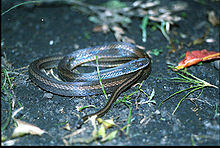 Coniophanes fissidens.jpg