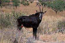 Sable antelope (Hippotragus niger) adult male.jpg