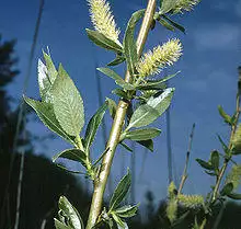 Salix lucida(01).jpg
