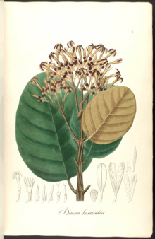 Cascarilla hexandra Pohl8c.png