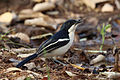 Tropical Boubou, Sakania, DRC (9436772164).jpg