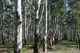 Box Wood Plantation.jpg