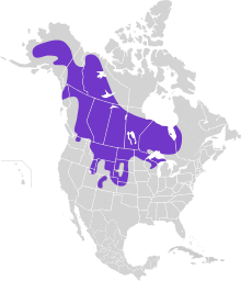 Tympanuchus phasianellus map.svg