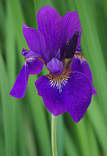 Iris