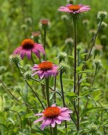 Echinacea purpurea Grandview Prairie.jpg
