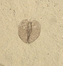 Craigia samara SRIC 01.jpg