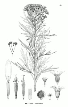 Senecio brasiliensis-FB.png