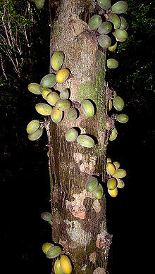 Pradosia lactescens (Vell.) Radlk, Sapotaceae (11115516253).jpg
