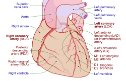 Coronary arteries.svg