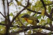 Grey-headed Bushshrike (Malaconotus blanchoti) in tree.jpg