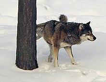 Photograph of a wolf lifting its leg to mark a tree with urine
