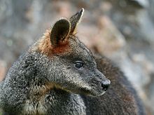 Wallabia bicolor Jenolan Caves portrait.jpg