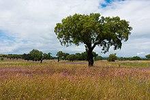 Cork oak (28864190188).jpg
